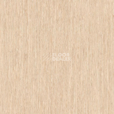 Линолеум Tarkett iq Optima Light Gold Beige 0247 фото 1 | FLOORDEALER